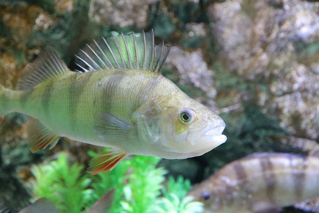 Can bass be kept in a fish tank?