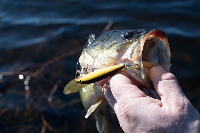 Can largemouth bass see at night?