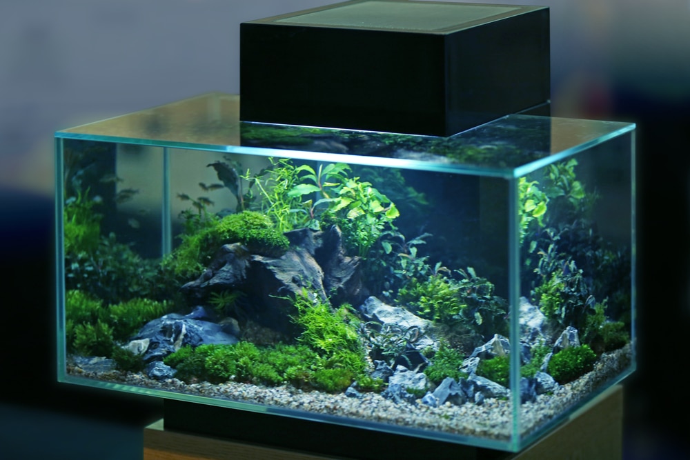 Aquarium for bass fish