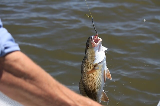 Is fishing harmful to fish?