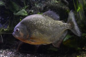 Do piranha fish eat humans? - FishingFAQs.com