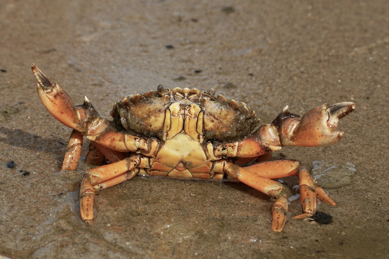 Crabbing: A Guide for Beginners - FishingFAQs.com