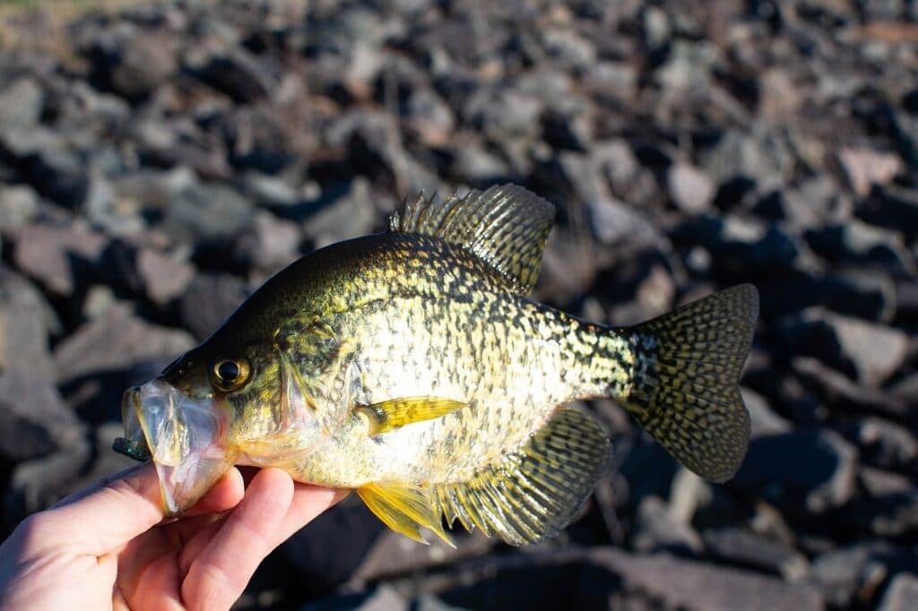 Fill your creel with spawning crappie