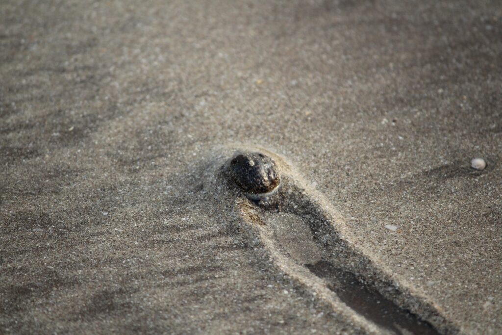 Sand fleas for striped bass from the surf