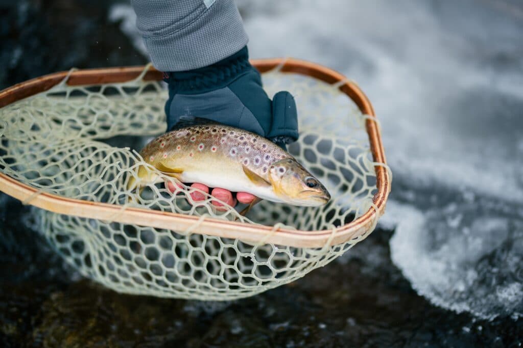 Late Winter Trout