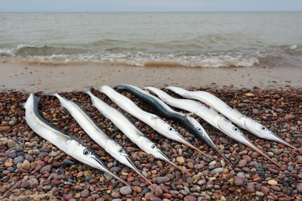 How to catch garfish